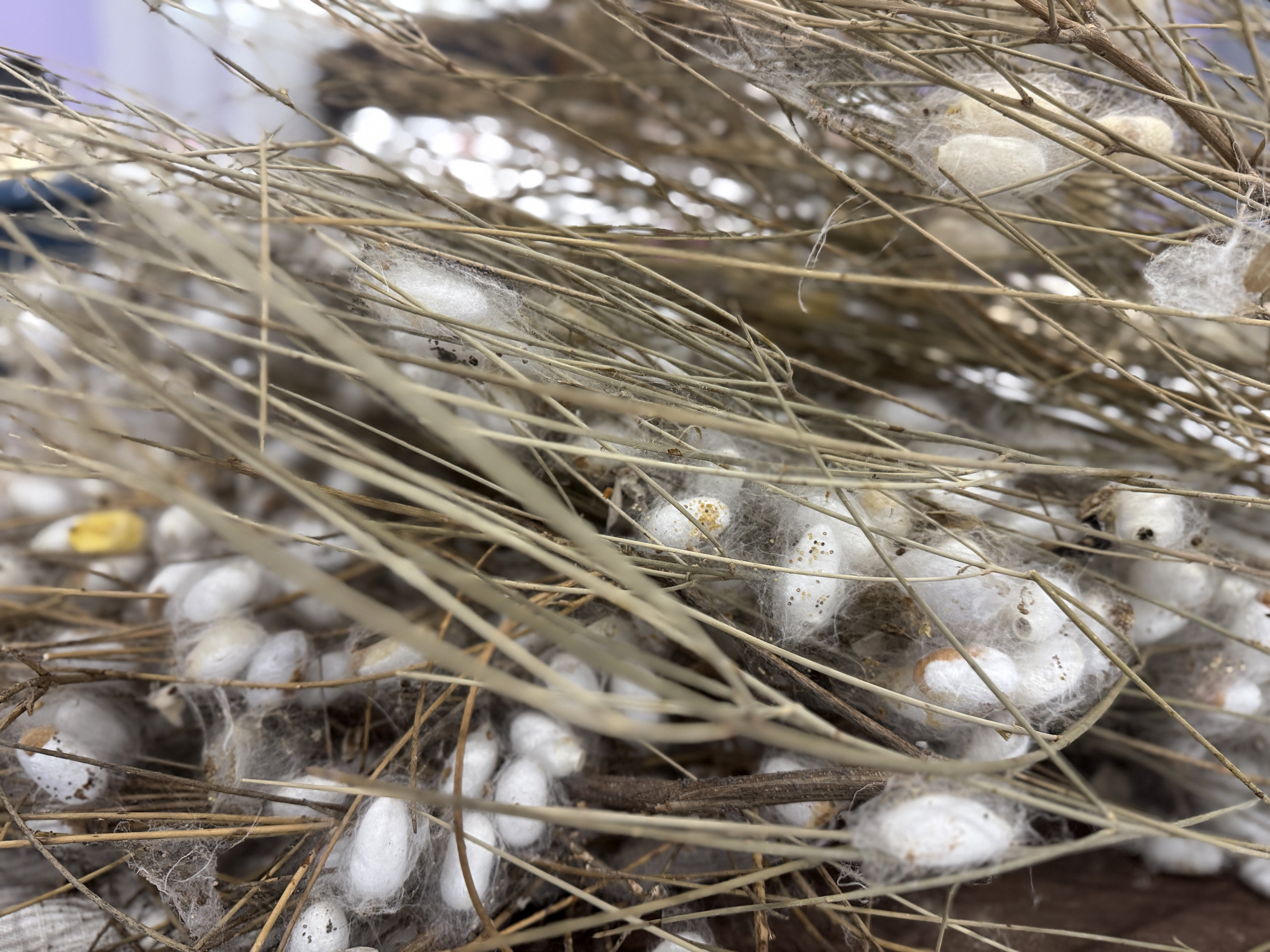 Ipek Böcekçiliği (8)