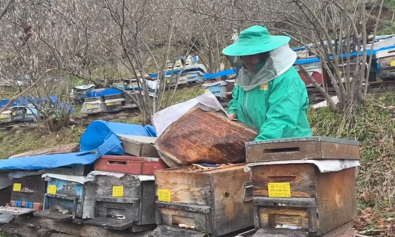 Kadın Arıcıdan Büyük Başarı 10 Kovanı 300 Kovona