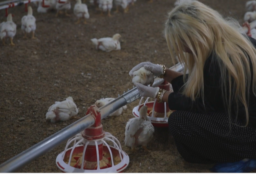 Kadın Gi̇ri̇şi̇mci̇ Çi̇ftli̇k Kurdu (1)