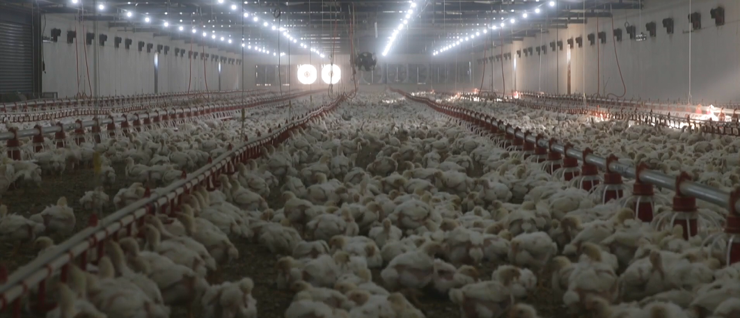 Kadın Gi̇ri̇şi̇mci̇ Çi̇ftli̇k Kurdu (2)