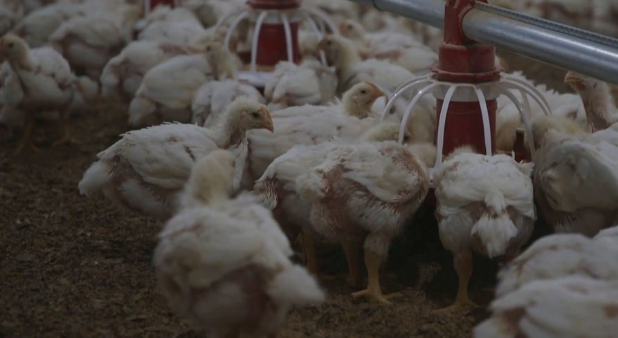 Kadın Gi̇ri̇şi̇mci̇ Çi̇ftli̇k Kurdu (4)