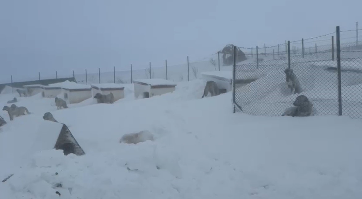 Kangal Çiftliği 2 Metre Karla Kaplandı-1