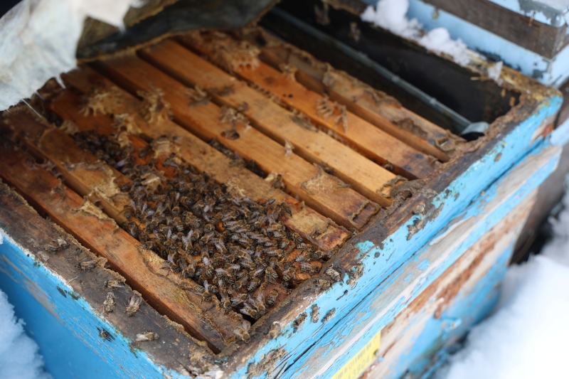 Kar Bereketi Arıcıları Sevindirdi1