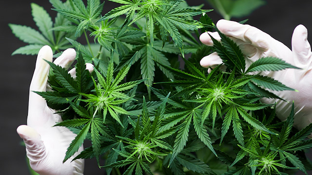 Kenevir Üretimine Yeni Düzenleme (3)