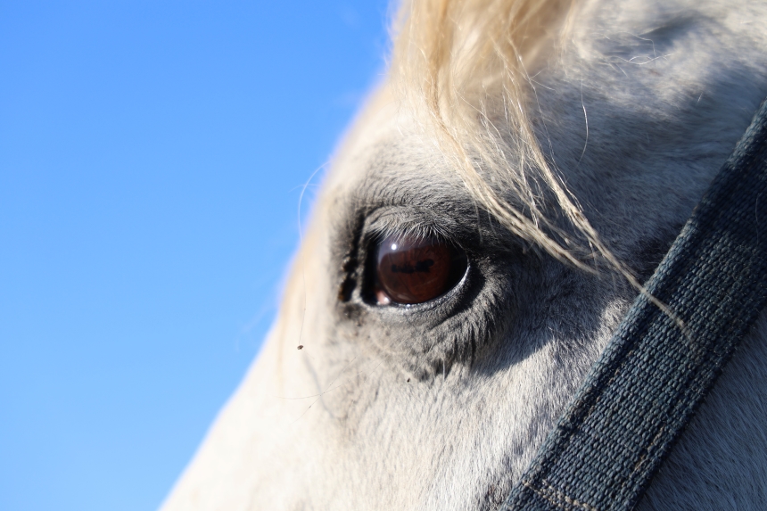 Kozan Milyonluk İngiliz Ve Arap Atlarının Yetişme Alanı (3)
