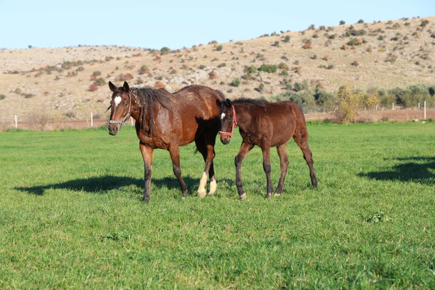 Kozan Milyonluk İngiliz Ve Arap Atlarının Yetişme Alanı (4)