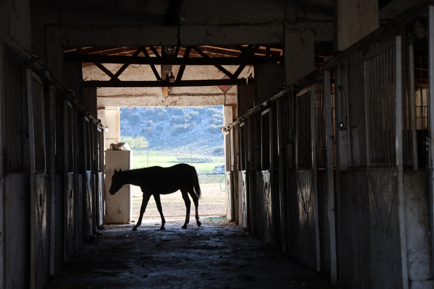 Kozan Milyonluk İngiliz Ve Arap Atlarının Yetişme Alanı (5)