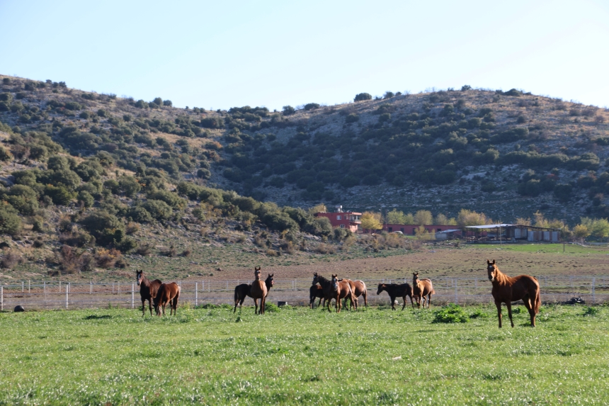 Kozan Milyonluk İngiliz Ve Arap Atlarının Yetişme Alanı (6)