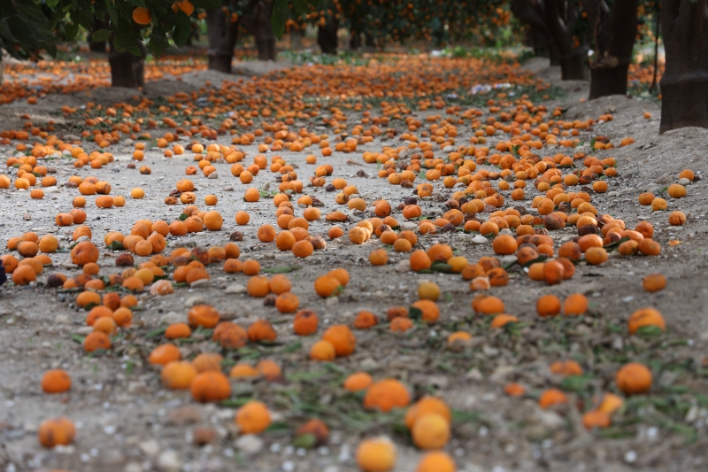 Mandalina Bolluğu Çiftçiyi Zorladı Bahçeler Turuncuya Büründü-1