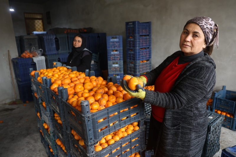 Mandalina Bolluğu Çiftçiyi Zorladı Bahçeler Turuncuya Büründü1