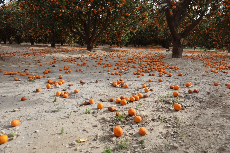 Mandalina Bolluğu Çiftçiyi Zorladı Bahçeler Turuncuya Büründü3
