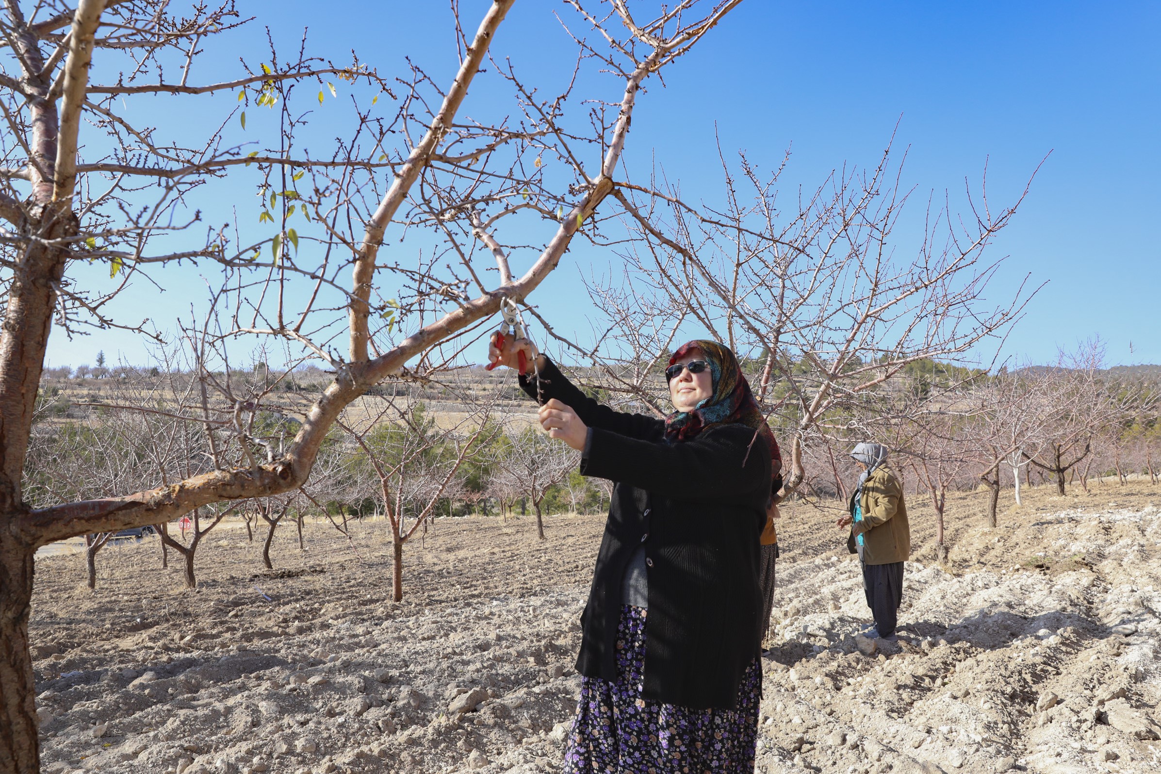 Mersin’de Organik Tarım Dönemi Çiftçiye Sertifika Desteği (1)