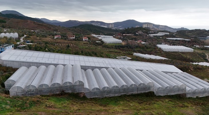 Muz Üreti̇mi̇ (1)