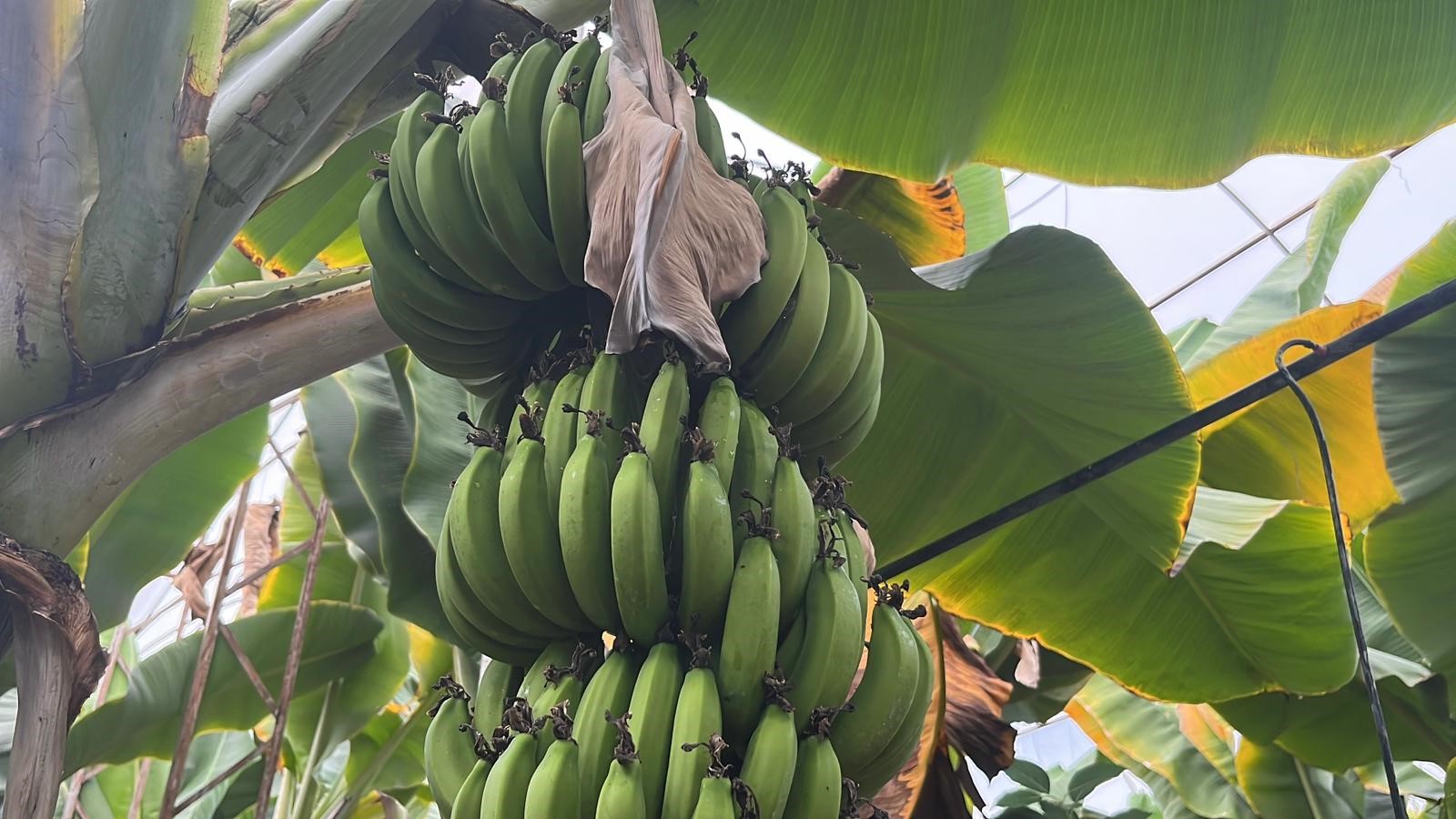 Muz Üreti̇mi̇ (3)