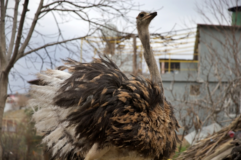 Osmaniye Bahçe’de Deve Kuşu Çiftliği Hizmeti!-1
