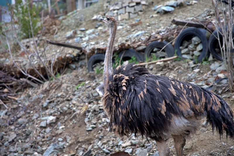 Osmaniye Bahçe’de Deve Kuşu Çiftliği Hizmeti!1
