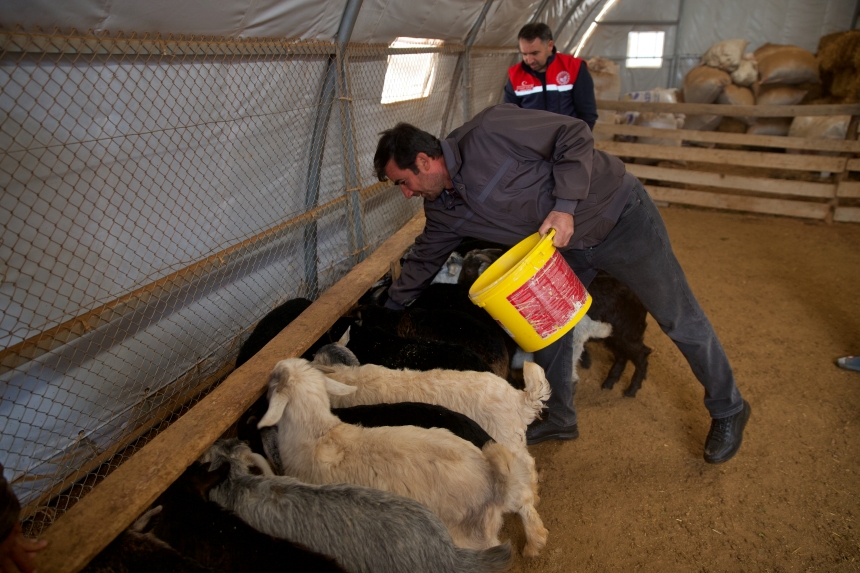 Osmaniye'de Depremzede Üreticiye Hayvancılık Desteği (1)