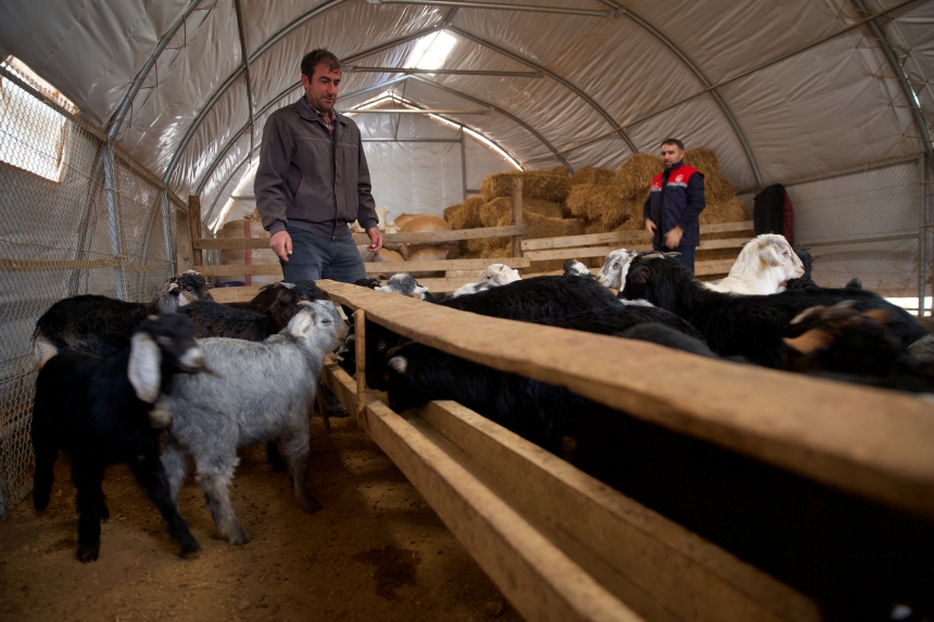 Osmaniye'de Depremzede Üreticiye Hayvancılık Desteği (4)