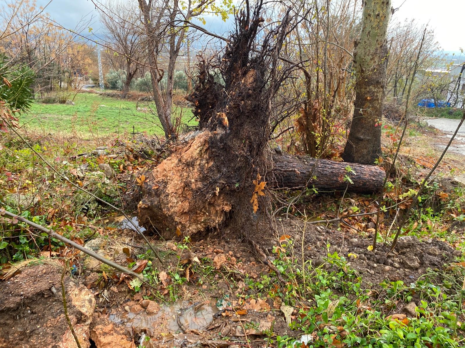 Osmaniye’nde Fırtına Felaketi Ağaçlar Köklerinden Söküldü (1)
