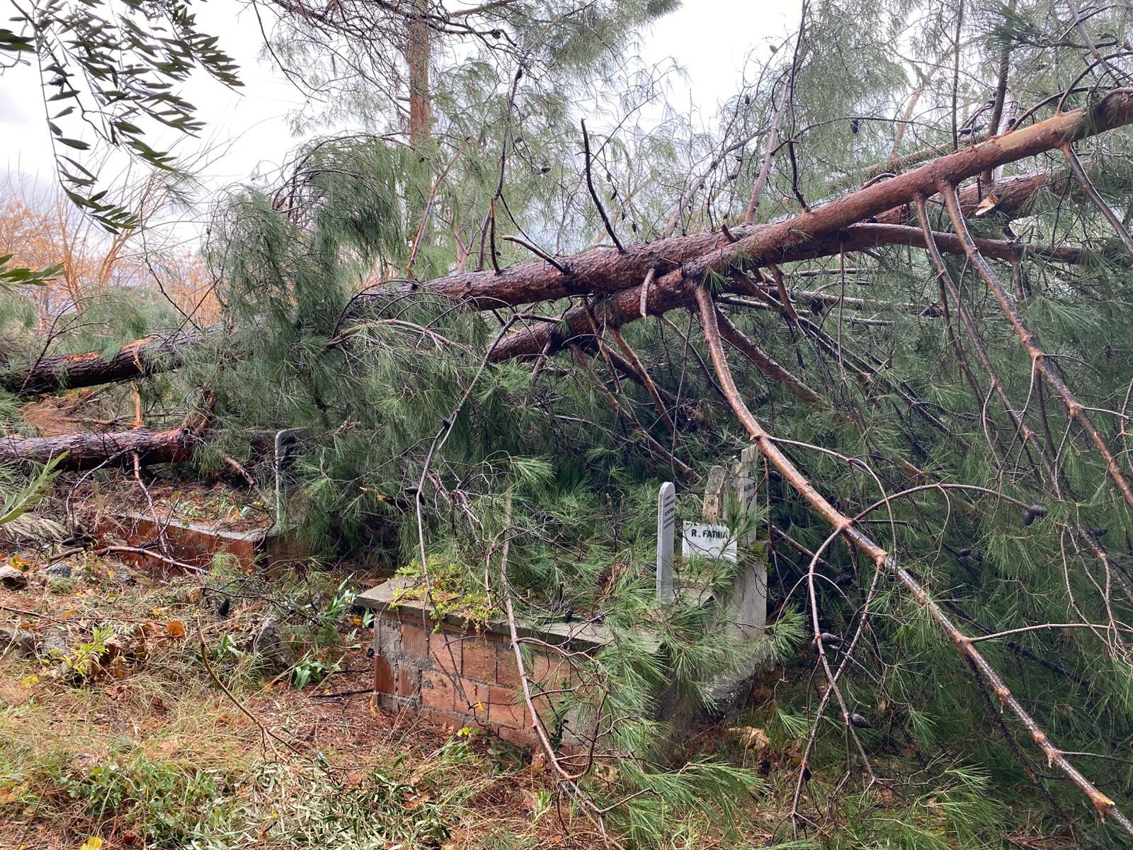Osmaniye’nde Fırtına Felaketi Ağaçlar Köklerinden Söküldü (3)