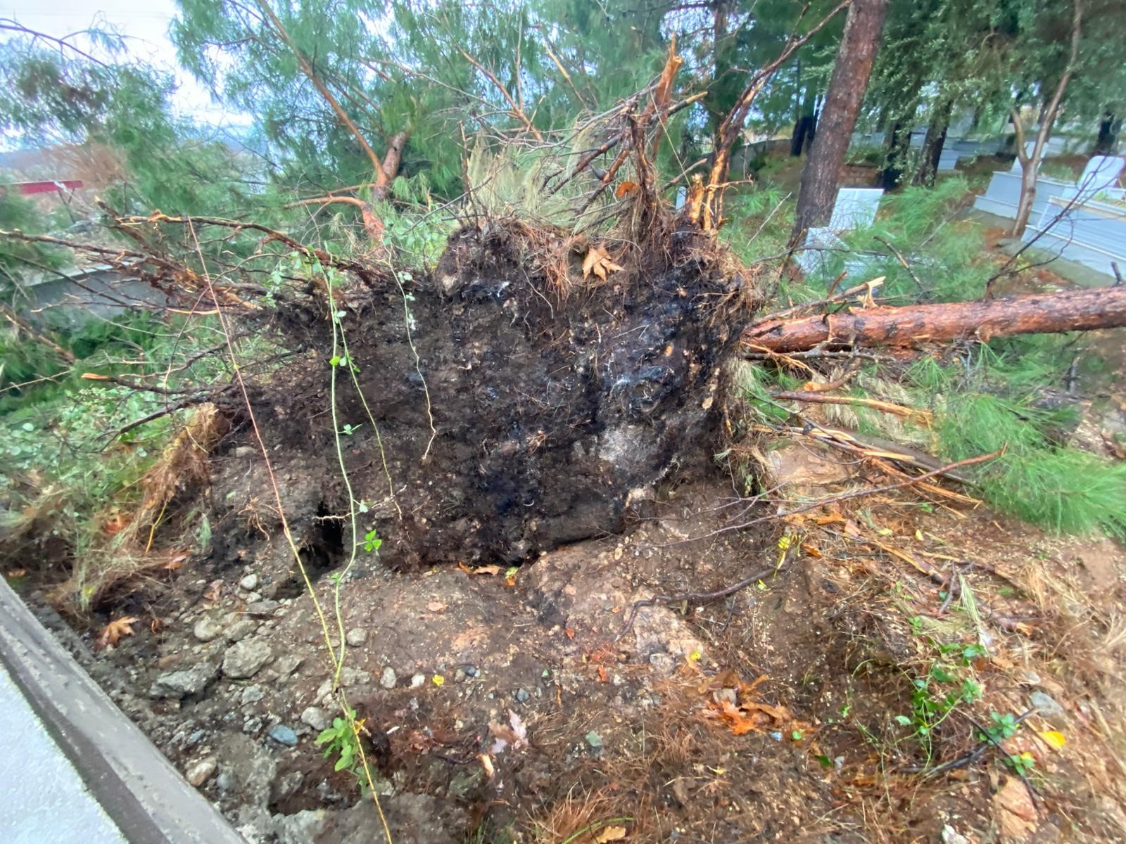 Osmaniye’nde Fırtına Felaketi Ağaçlar Köklerinden Söküldü (4)