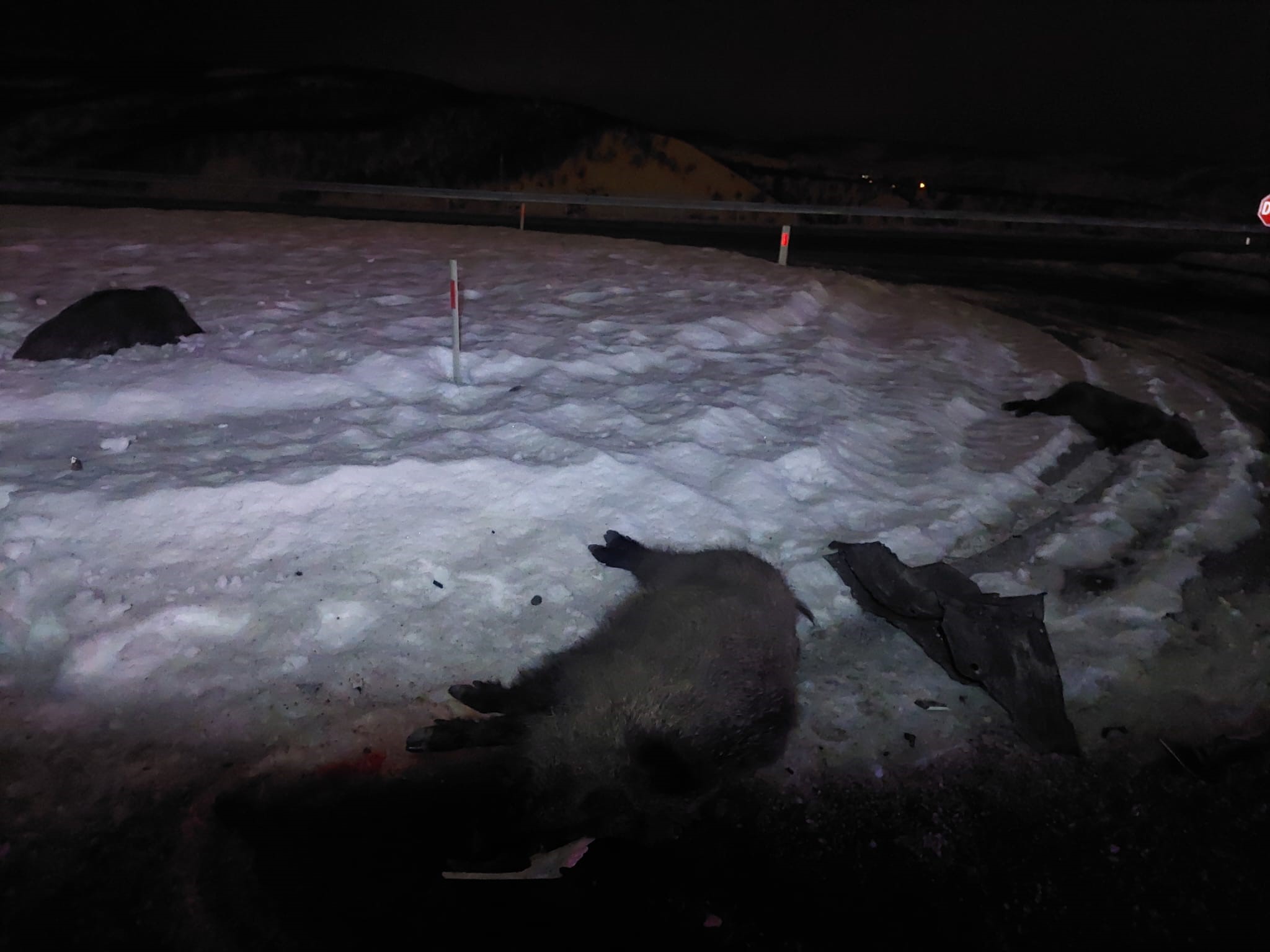 Otomobil Domuzlara Çarptı 3 Kişi Yaralandı!