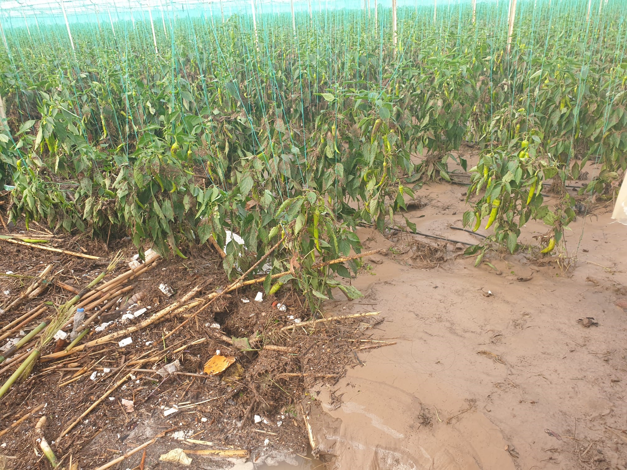 Sel Tarım Alanlarını Vurdu Üreticiler Gözyaşlarına Boğuldu!-1