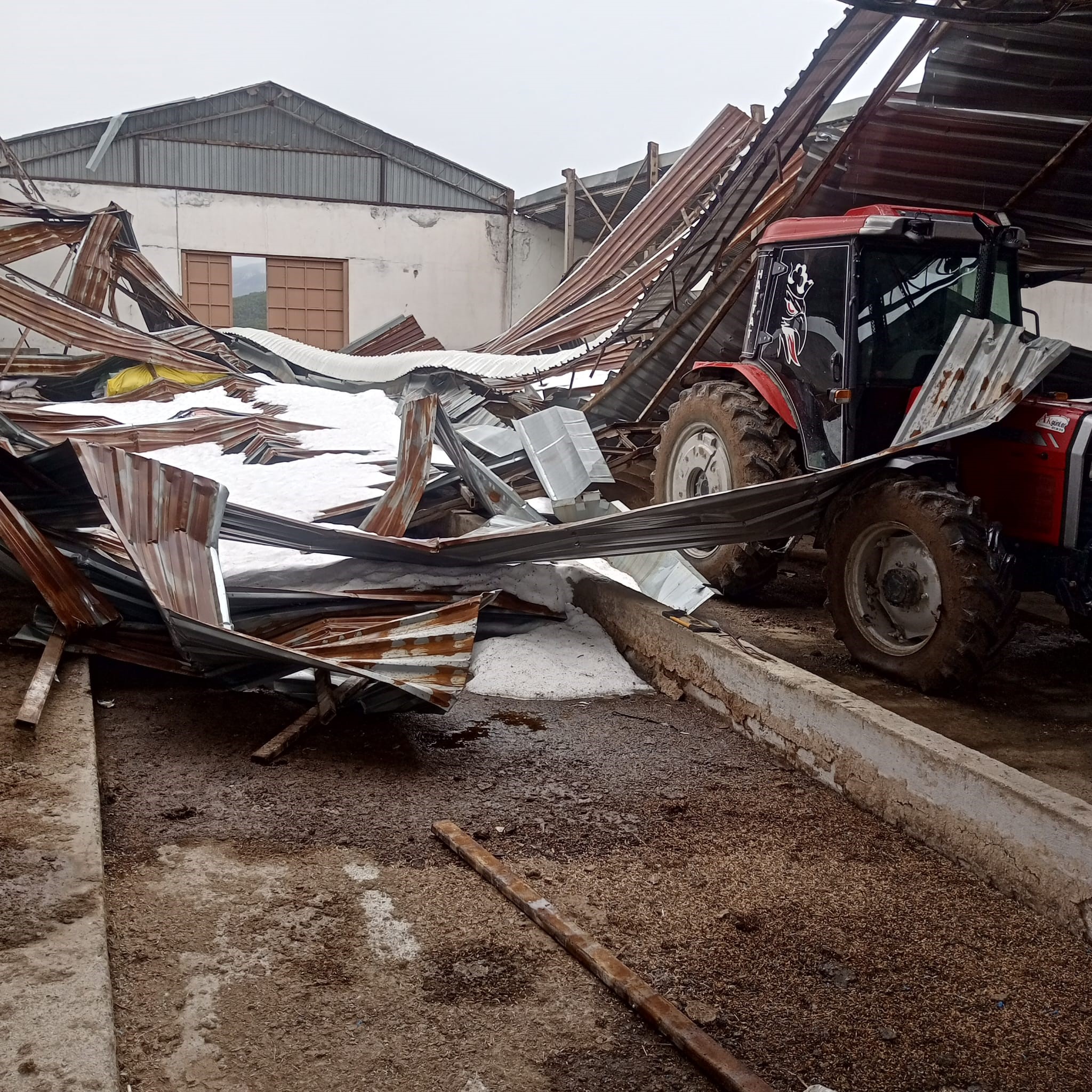 Traktör Ve Tonlarca Buğday Çöken Mandırada Zarar Gördü!-1