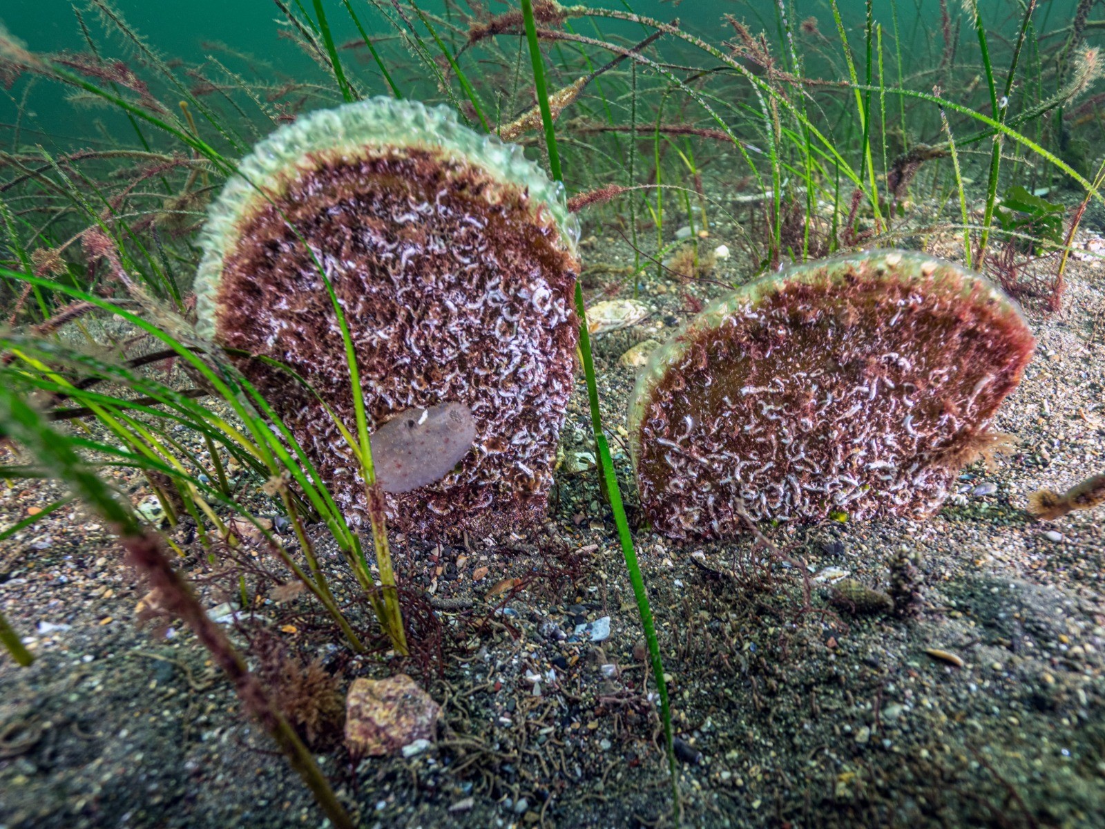 Umut Veren Dalışta Ekosistem Canlanması Mesajı1