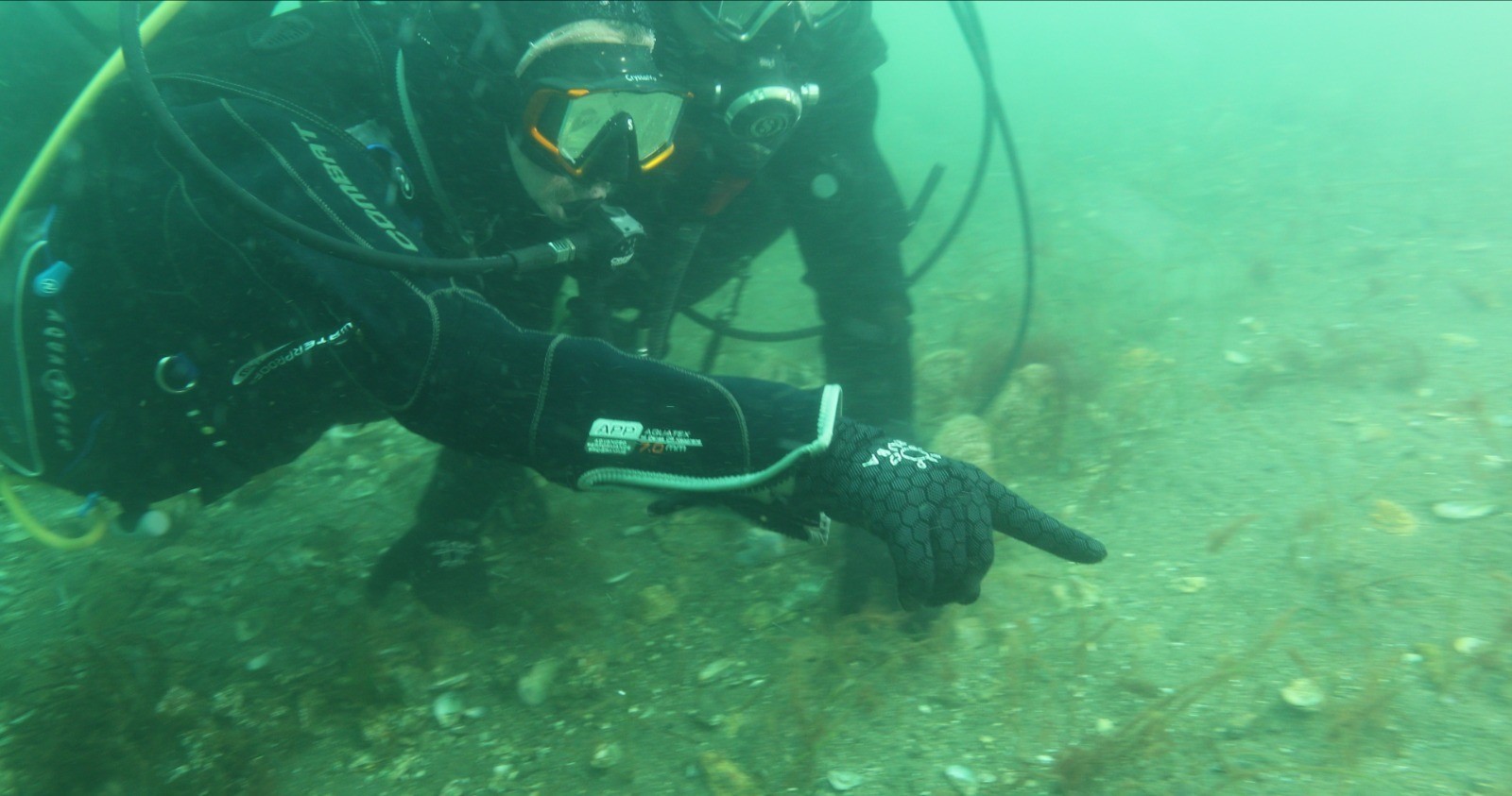 Umut Veren Dalışta Ekosistem Canlanması Mesajı3