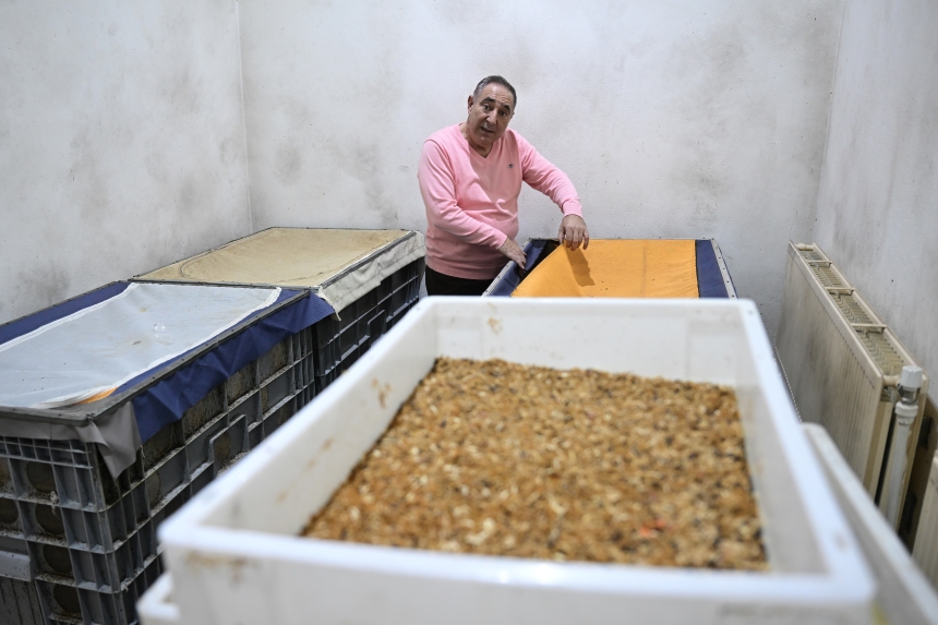 Üretilen Böcekler Bilim Dünyasına Katkı Sağlıyor (3)-1