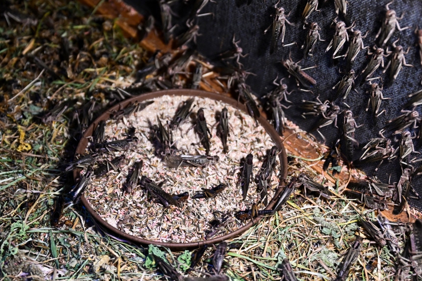 Üretilen Böcekler Bilim Dünyasına Katkı Sağlıyor