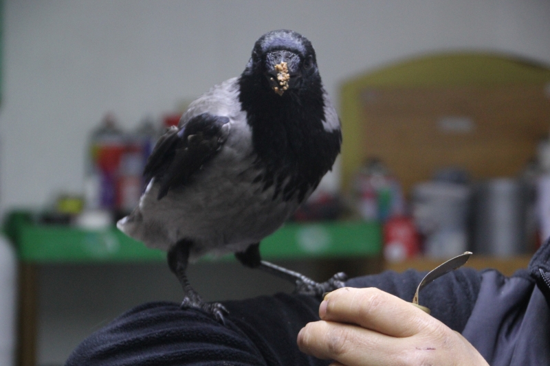 Yaralı Karga Ve Usta