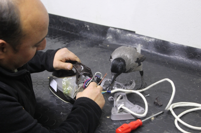 Yaralı Karga Ve Ustanın Gülümseten Dostluğu-1