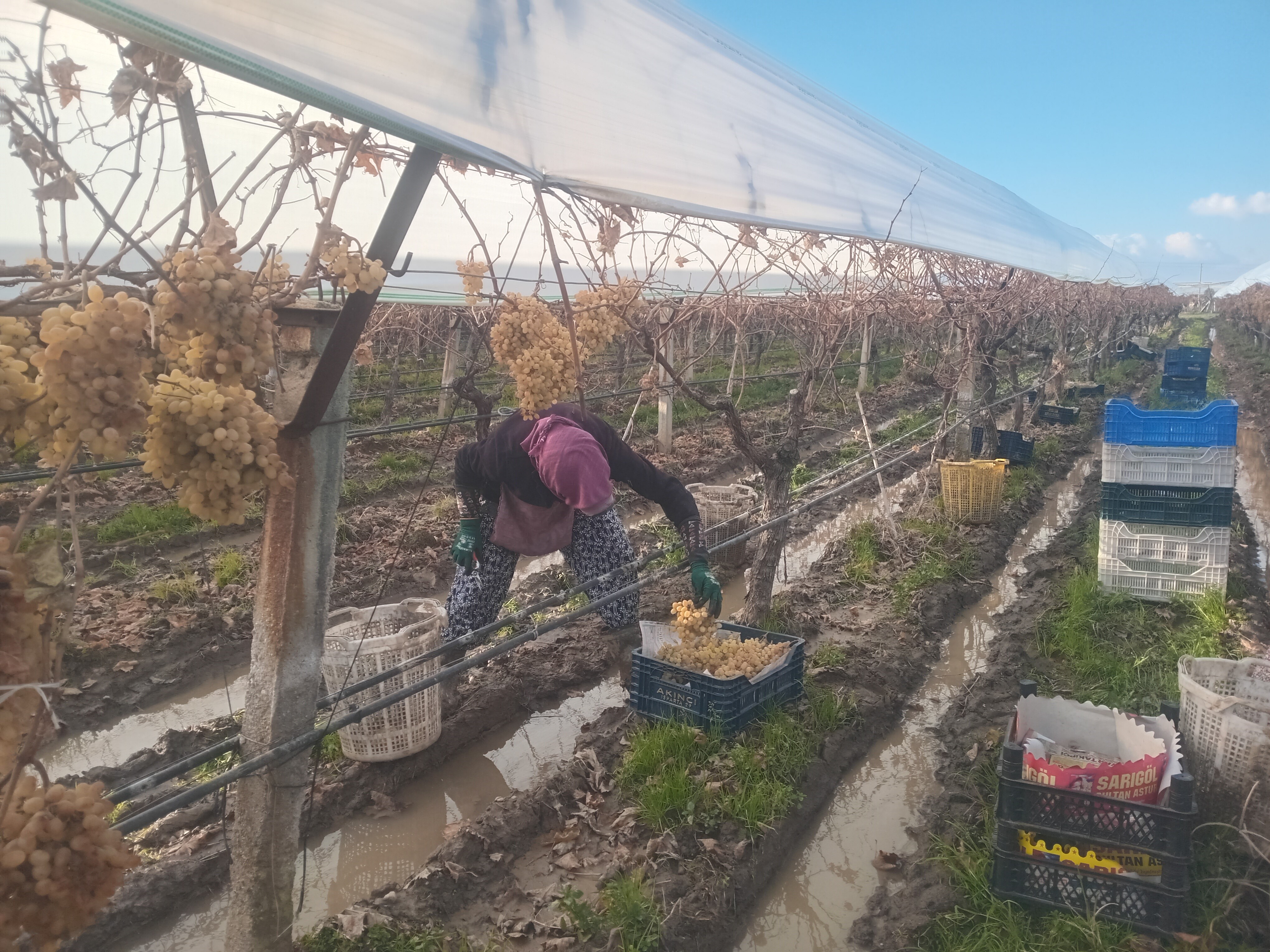 Yeni Yılın İlk Hasadı Kış Üzümü Sofralarda-1