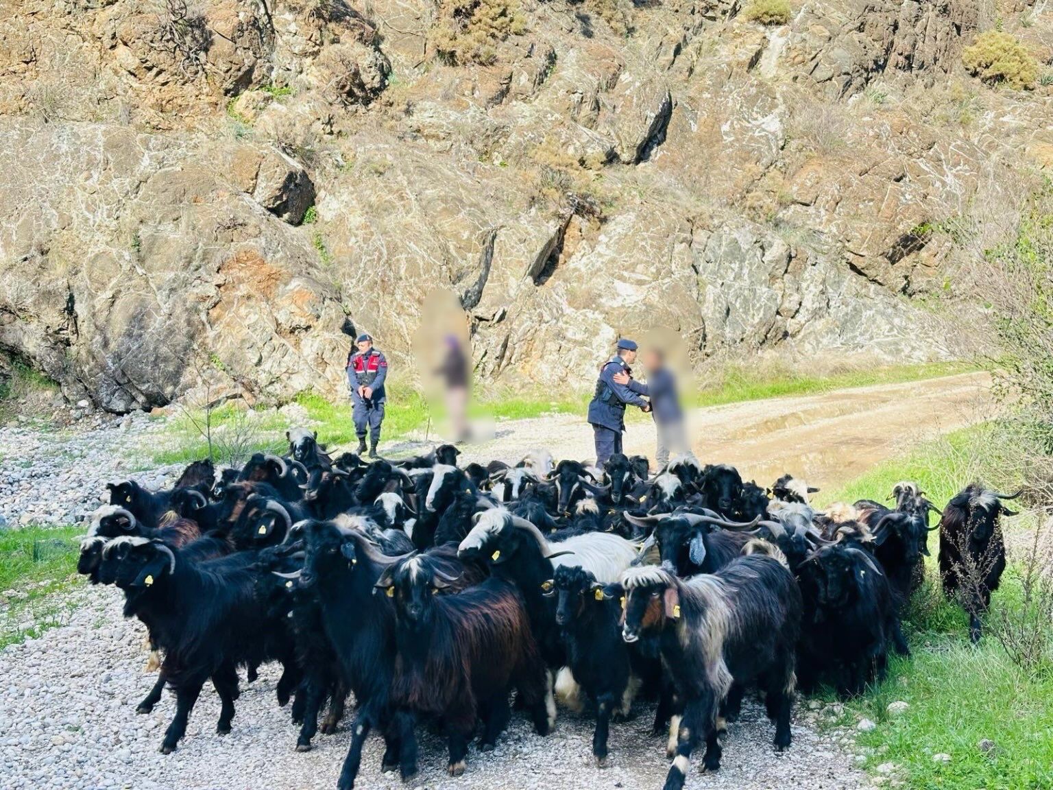 Yoğun Yağışta Kaybolan 55 Keçi Jandarma Tarafından Bulundu-1