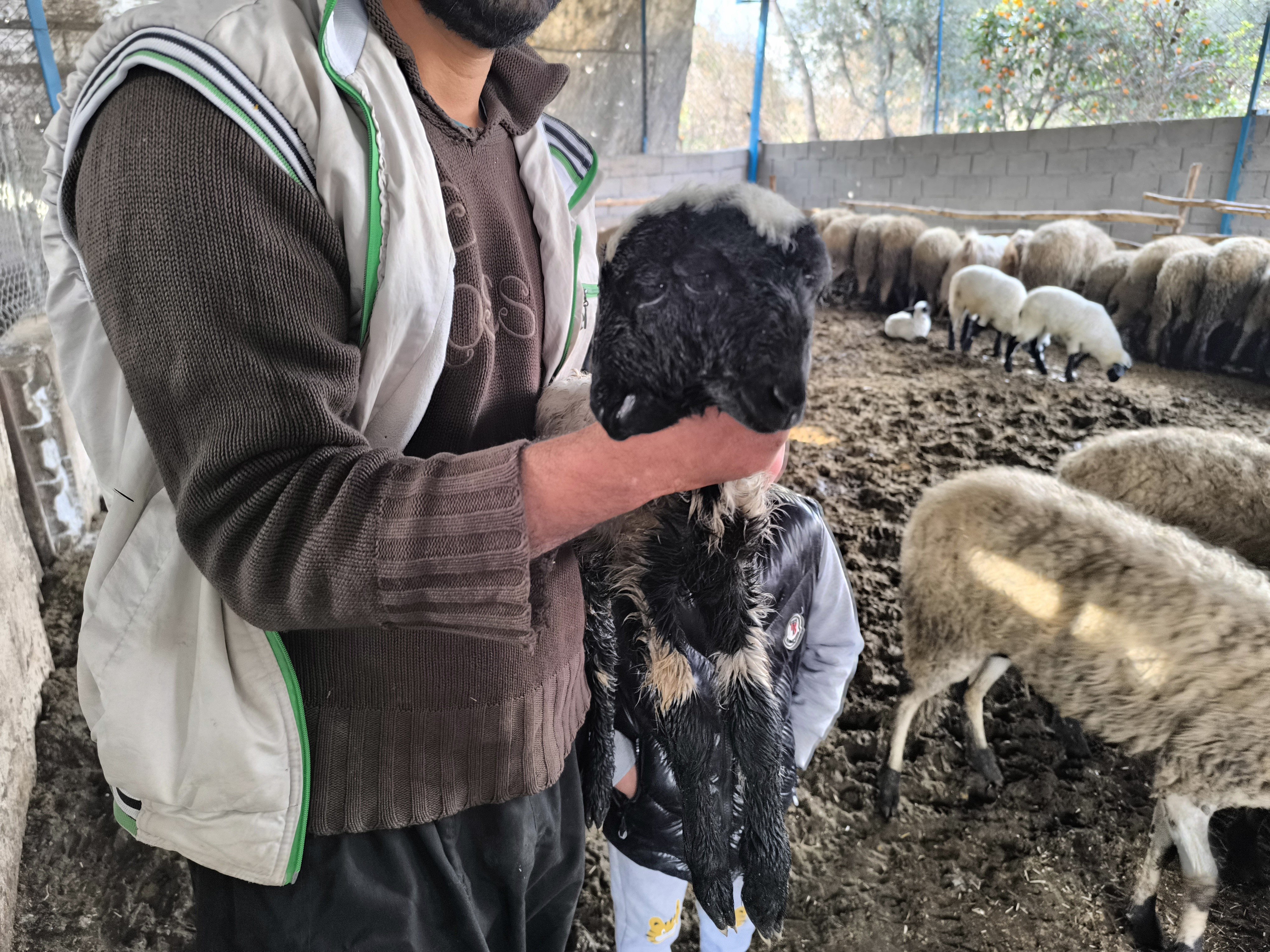 4 Gözlü Ve Çift Başlı Kuzu (1)