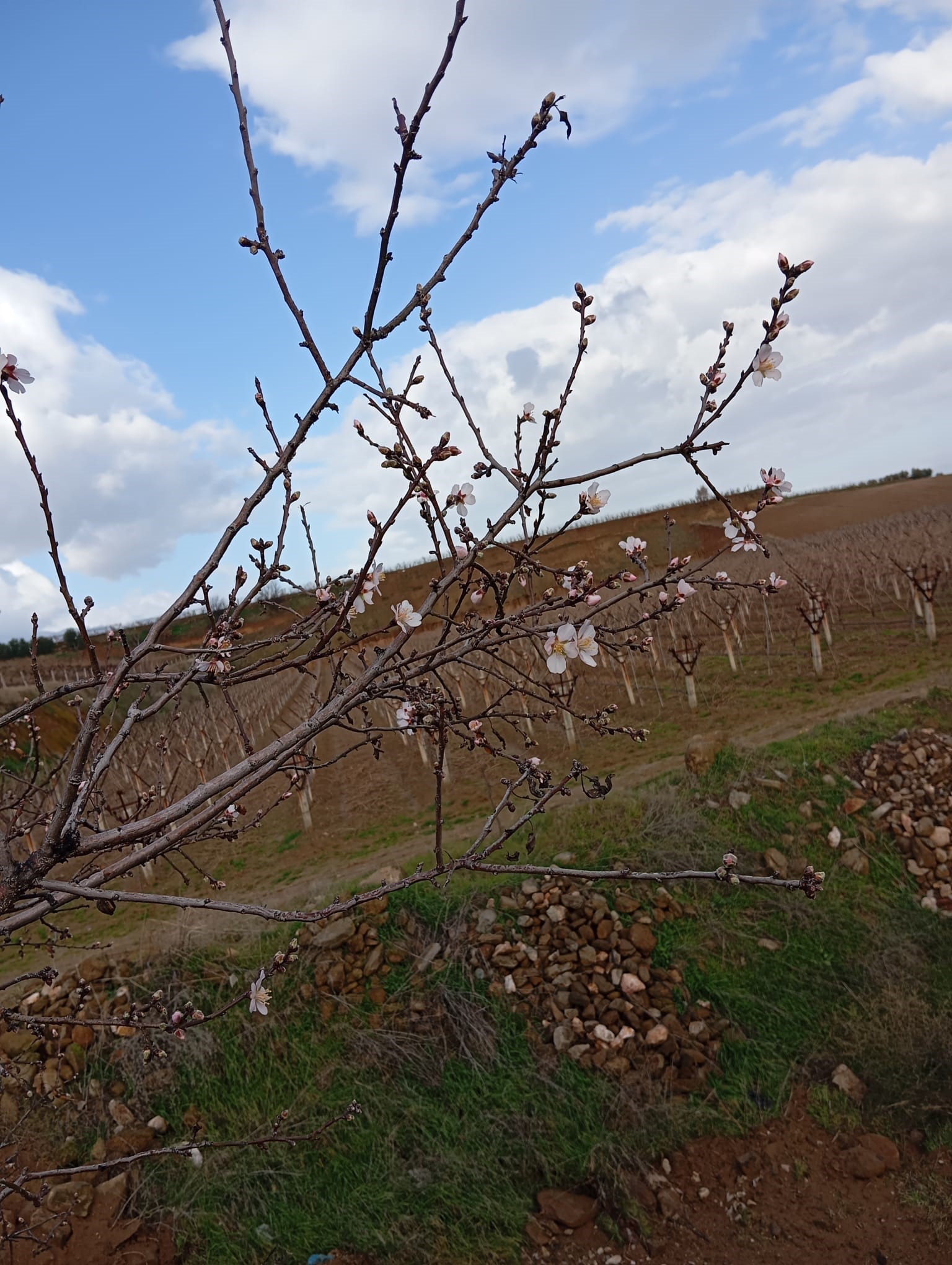 Badem Ağaçları Çiçek Açtı (3)