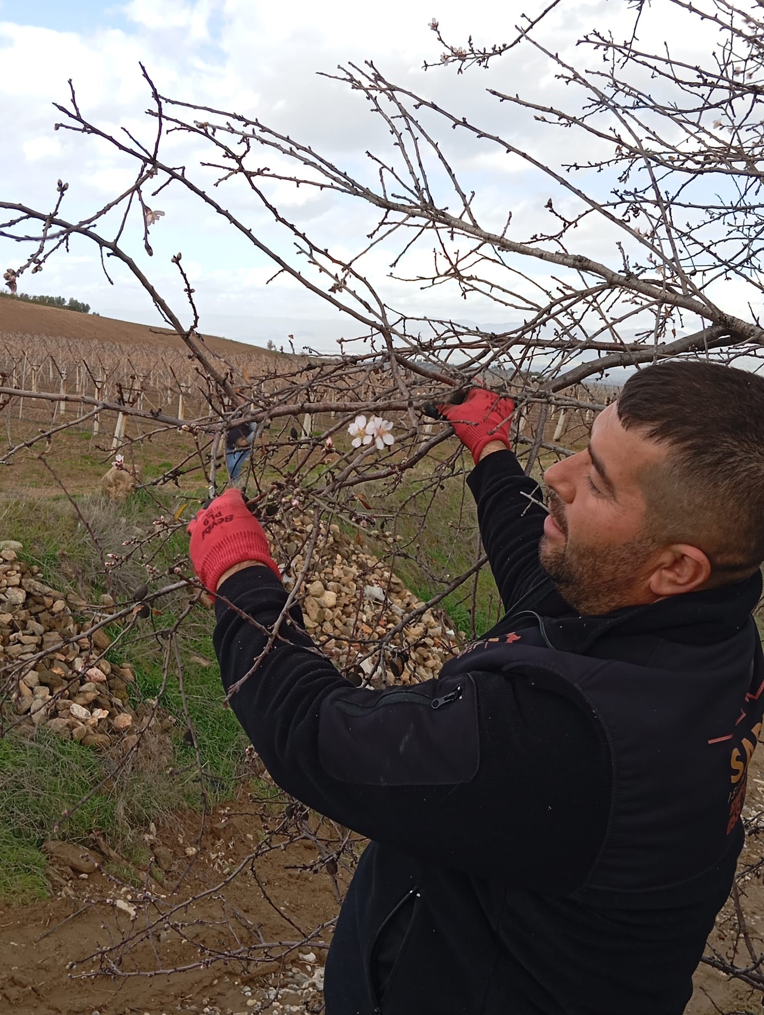 Badem Ağaçları Çiçek Açtı (4)