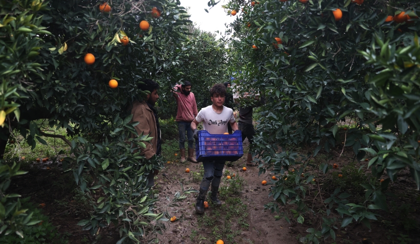 Coğrafi İşaretli Finike Portakalı (1)