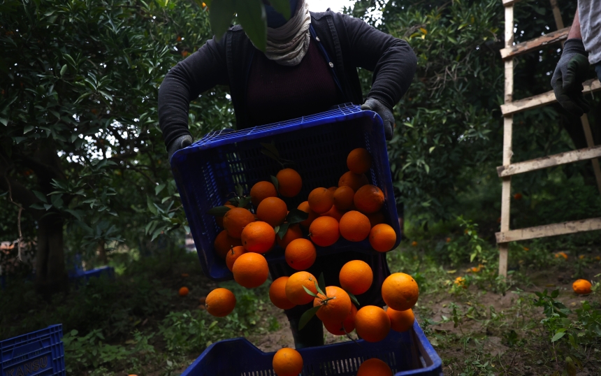 Coğrafi İşaretli Finike Portakalı (2)