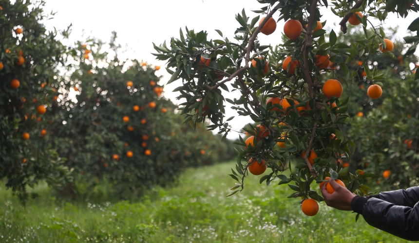 Coğrafi İşaretli Finike Portakalı (3)