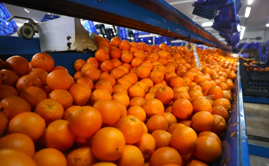 Coğrafi İşaretli Finike Portakalı (4)