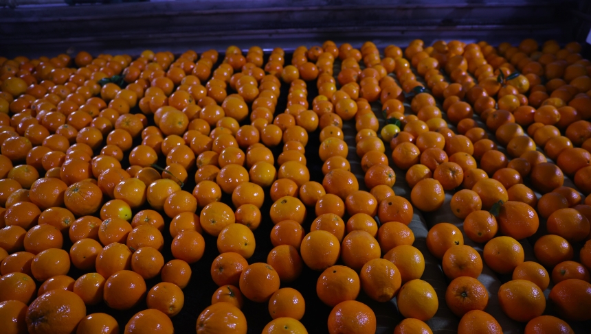 Coğrafi İşaretli Finike Portakalı (6)