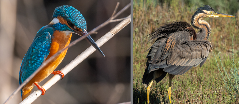 Osmaniye Sulak Alanlari Gocmen Kuslar (1)