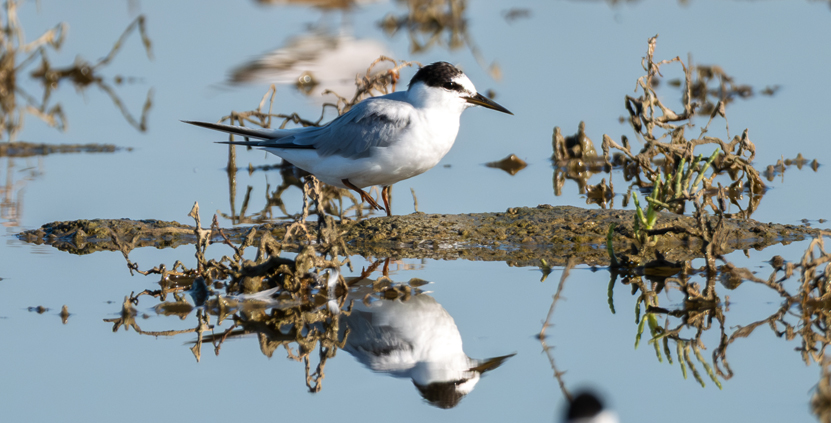 Osmaniye Sulak Alanlari Gocmen Kuslar (2)