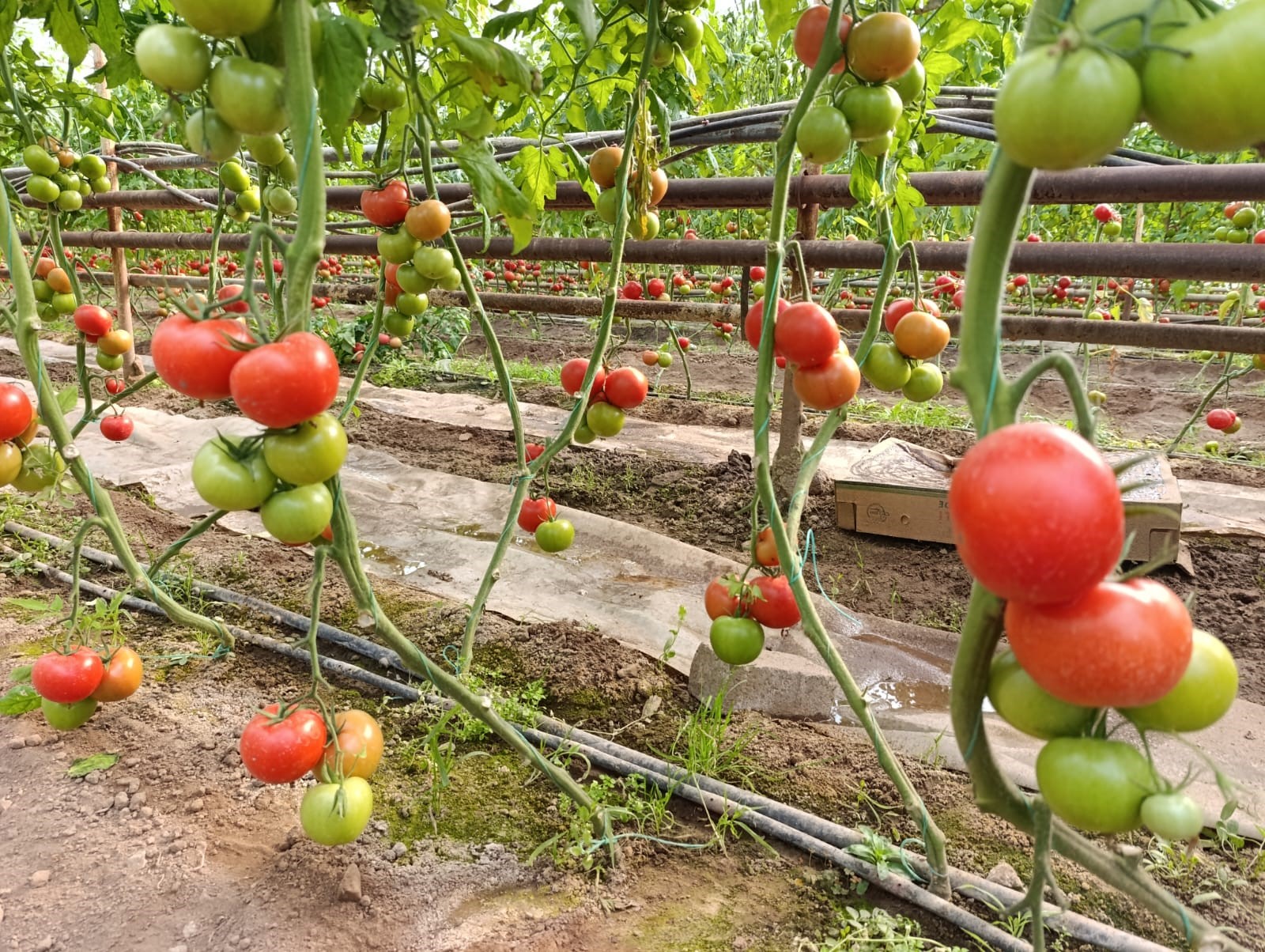 Pazarın Coğrafi İşaretli Yıldızı Eynal Domatesine Yoğun İlgi!