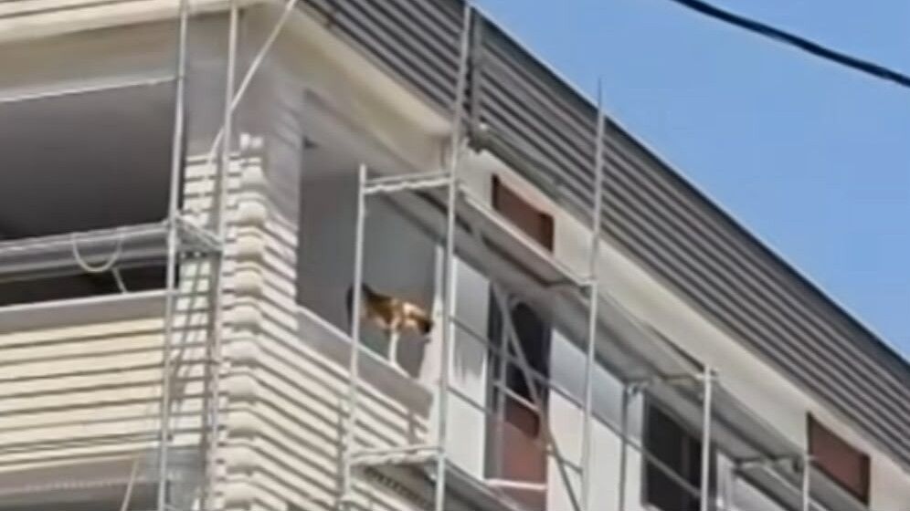 Bahçe'de İskelenin 5. Katındaki Köpek Son Anda Kurtarıldı1