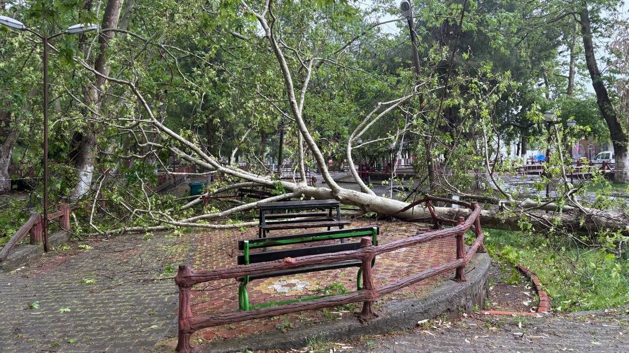 Tarihi ağaç, fırtınaya dayanamadı, gövdesinden kırdı