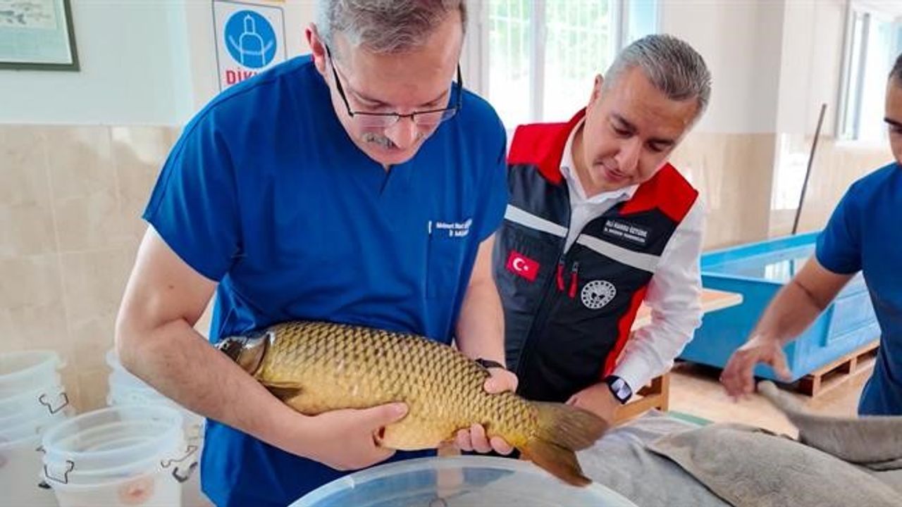 Adana’da Sazan Sağımıyla Yeni Balık Yetiştirme Sezonu Başladı